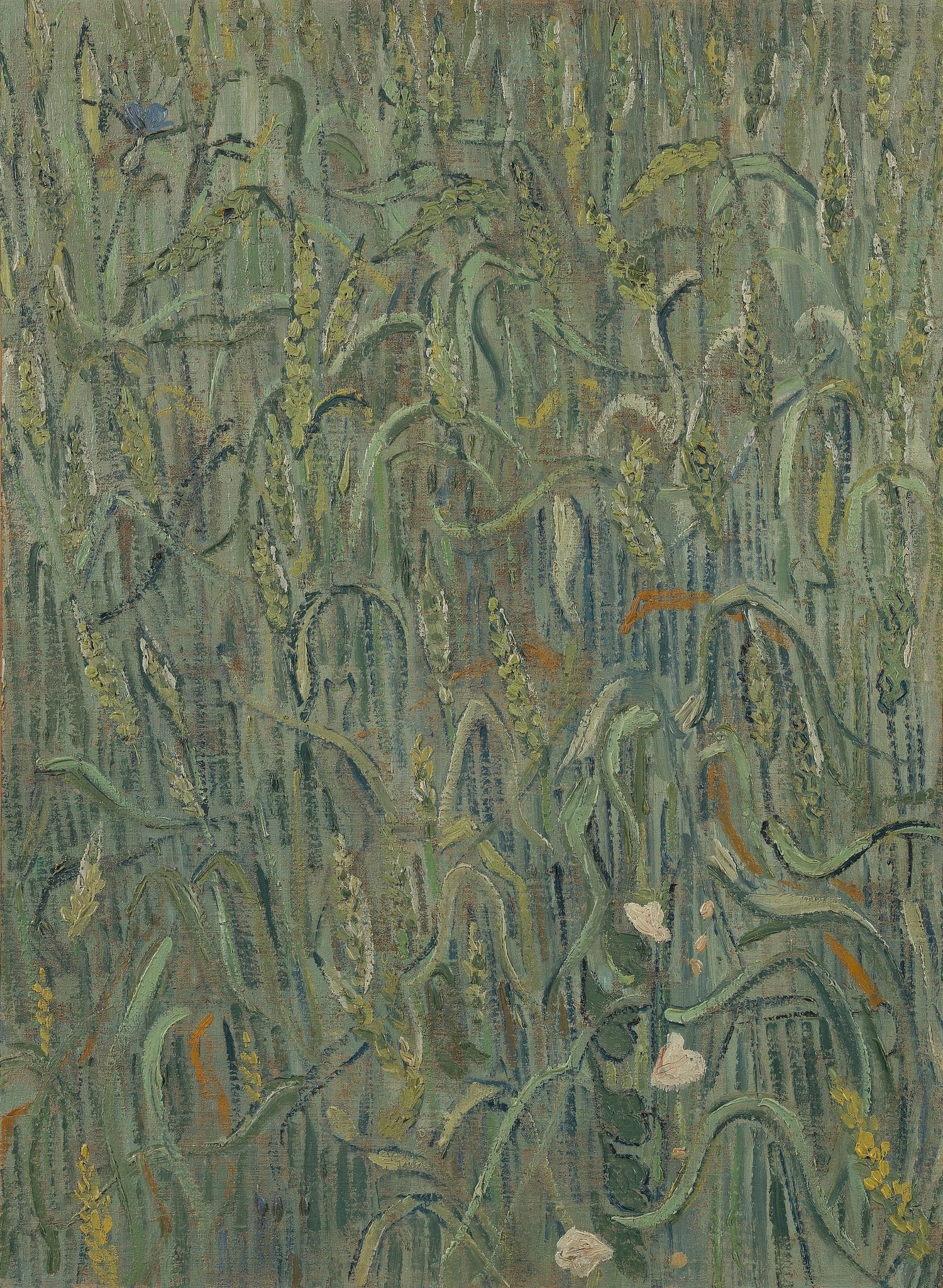 Ears of Wheat