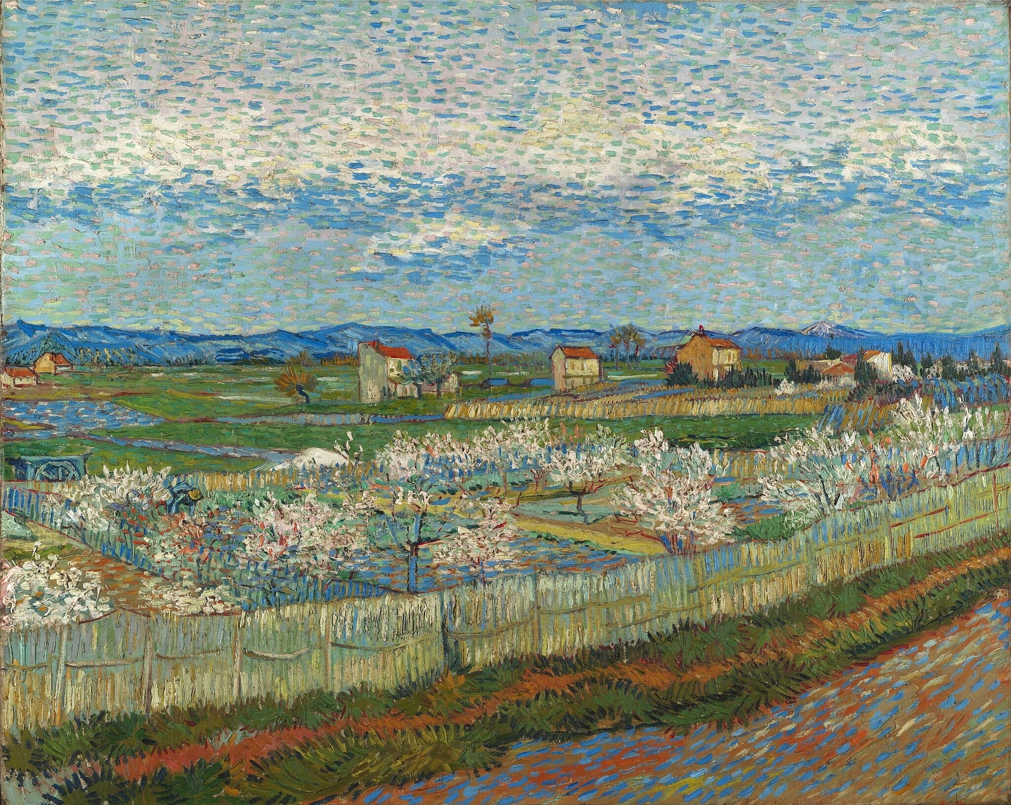 Peach Trees in Blossom