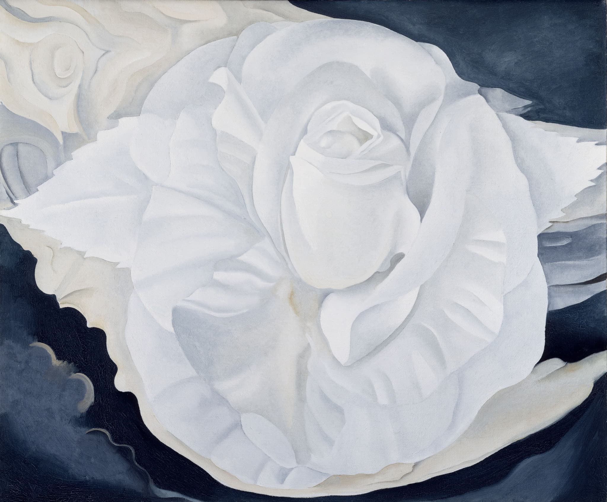 White Calico Rose